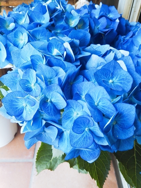 紫陽花 ハワイアンブルー 入荷しました❗️ : ブランシュのはなたち