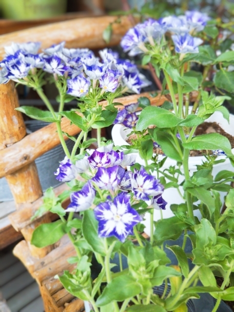 紫陽花 ハワイアンブルー 入荷しました❗️ : ブランシュのはなたち