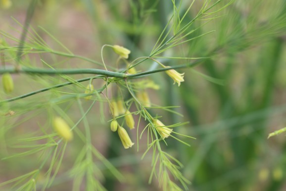 アスパラガスの花 ひげ爺の花便り