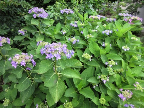 紫陽花の頃 てんねん生活 arakoki 紫陽花の頃 てんねん生活 arakoki