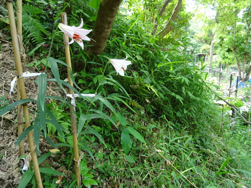 ササユリ便り⑧・・・せんなん里海公園内うみべの森_c0108460_20460905.jpg