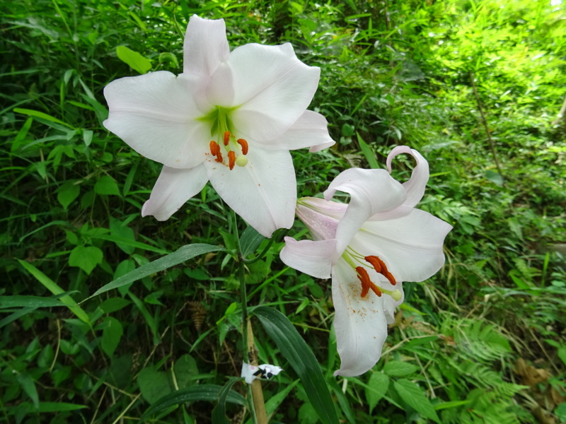ササユリ便り⑧・・・せんなん里海公園内うみべの森_c0108460_20481572.jpg