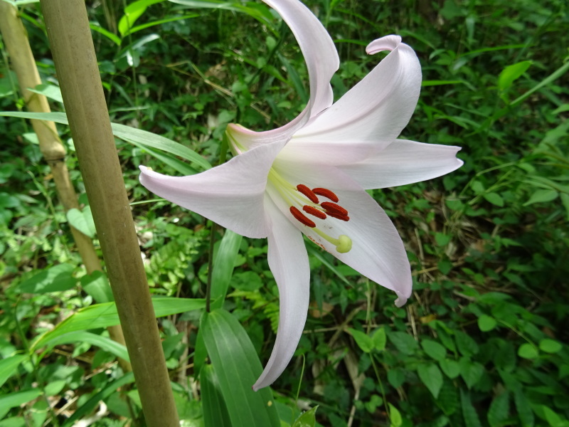 ササユリ便り⑧・・・せんなん里海公園内うみべの森_c0108460_20501655.jpg