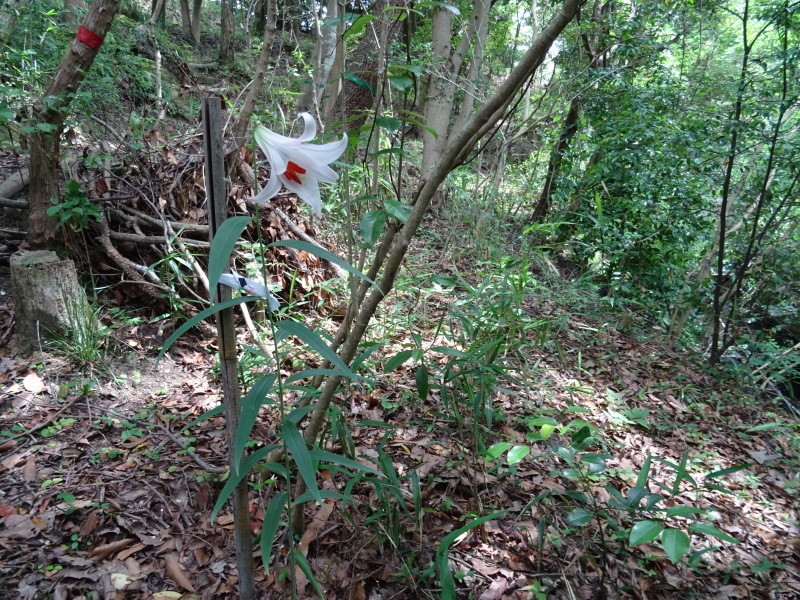 ササユリ便り⑧・・・せんなん里海公園内うみべの森_c0108460_21130186.jpg