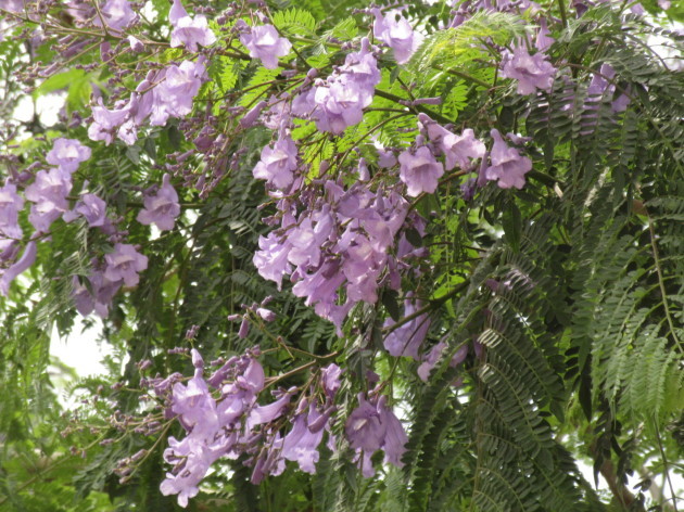 お花見しませんか?_b0233868_14311251.jpg