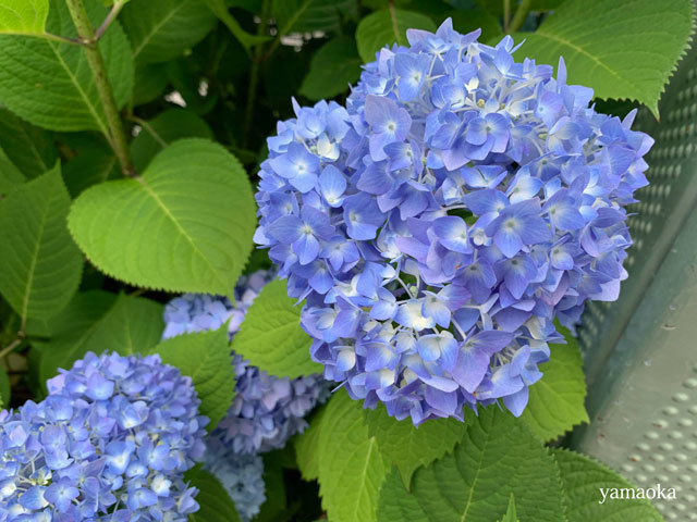 花蓑から花蓑へ。 : ふらんす堂編集日記 By YAMAOKA Kimiko