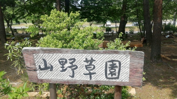 暑い日 逃避 山野草園_c0212083_19490059.jpg