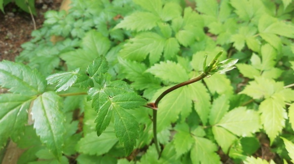 暑い日 逃避 山野草園_c0212083_20151029.jpg