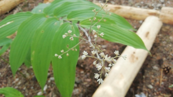 暑い日 逃避 山野草園_c0212083_20153169.jpg