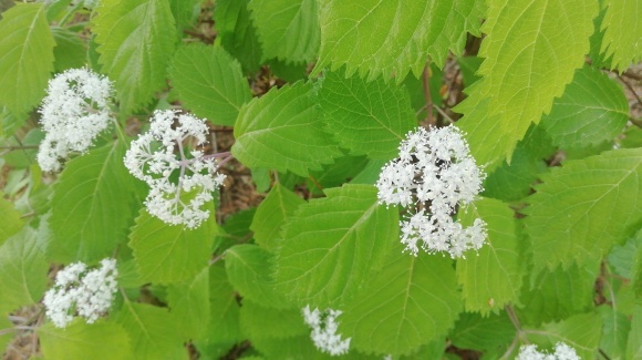 暑い日 逃避 山野草園_c0212083_20155601.jpg