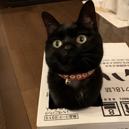 マメさんの陣地_e0358096_20202758.jpeg