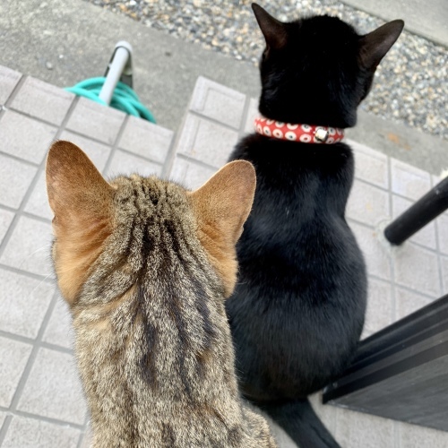 マメさんの陣地_e0358096_20232625.jpeg