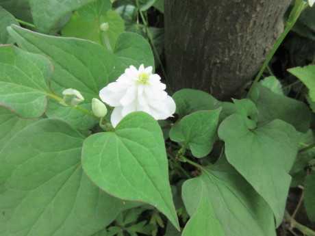 ひと月遅れで菖蒲湯・花たちなど_a0203003_10452300.jpg