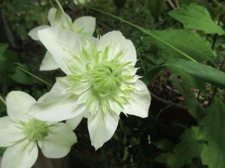 ひと月遅れで菖蒲湯・花たちなど_a0203003_10453867.jpg