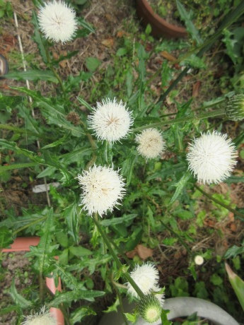 ひと月遅れで菖蒲湯・花たちなど_a0203003_10461588.jpg