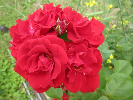 ひと月遅れで菖蒲湯・花たちなど_a0203003_10462966.jpg