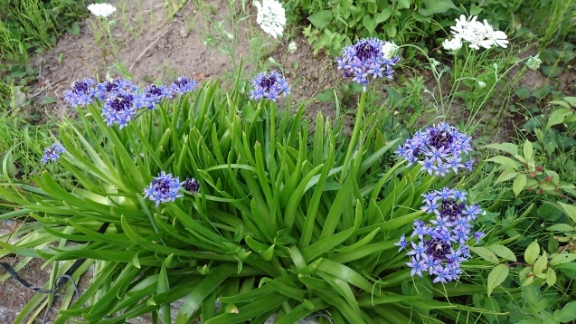 シラーペルビアナ Patapatamamaの日記