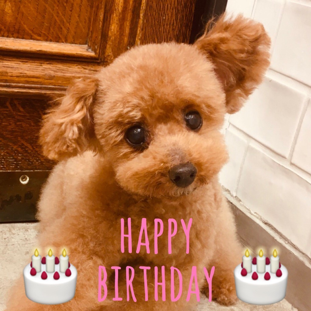 ☆ Happy Birthday ・ ココアちゃん ☆_d0060413_17393046.jpg