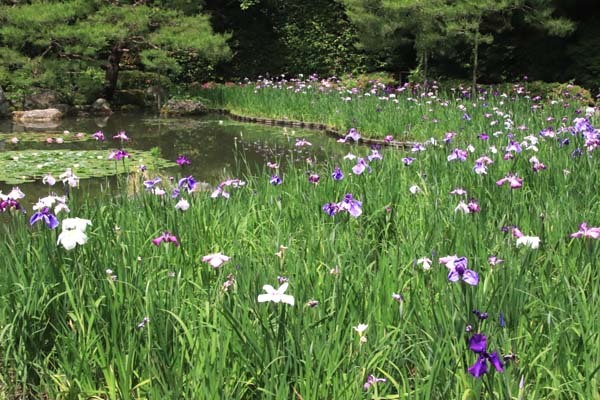 平安神宮　神苑の花菖蒲など_e0048413_20262515.jpg