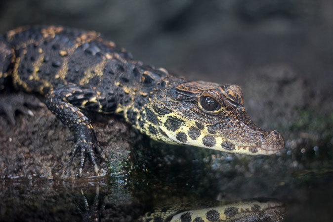 上野動物園・両生爬虫類館～ニシアフリカコガタワニの子供たちと魚を追うクリイロヨコクビハコガメ（July 2019）_b0355317_20221434.jpg