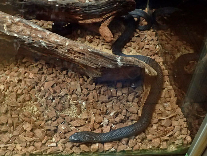 上野動物園・両生爬虫類館～ニシアフリカコガタワニの子供たちと魚を追うクリイロヨコクビハコガメ（July 2019）_b0355317_20404455.jpg