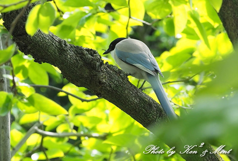 自宅で鳥撮り♪「オナガ」さん♪_e0218518_15284280.jpg