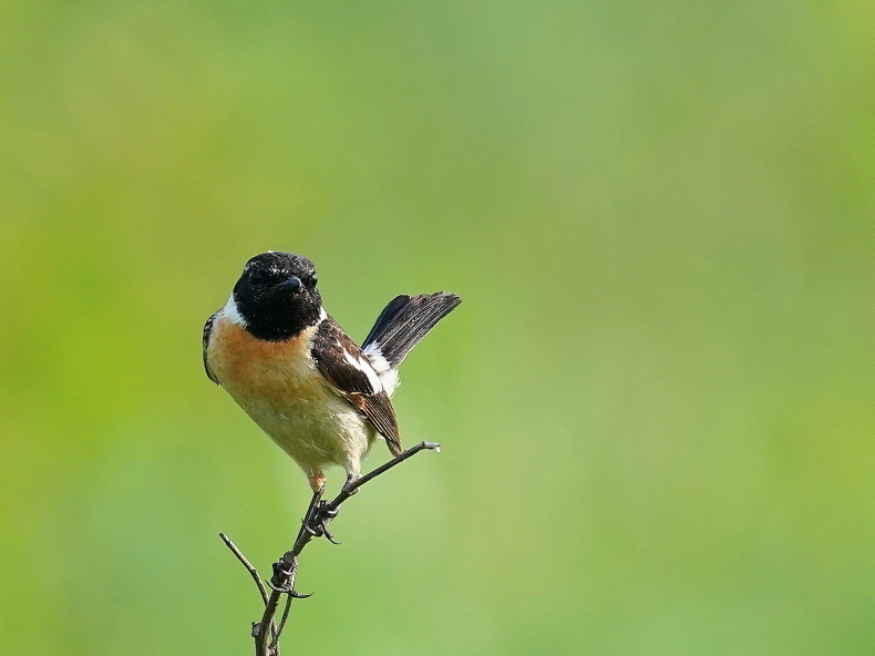 キビタキ　レジンヘアゴム　夏鳥　野鳥 キビタキレジンヘアゴム夏鳥野鳥
