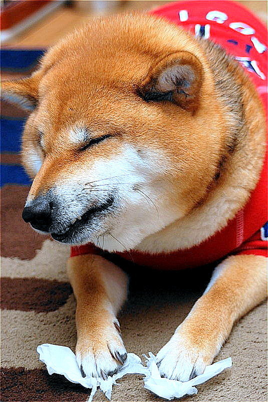 十年一昔 某日②_b0314043_09203193.jpg