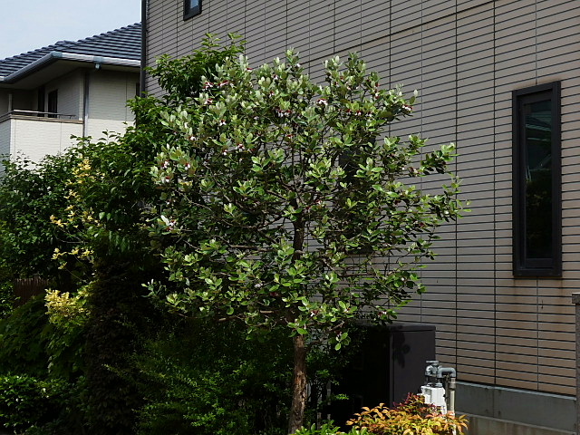 フェイジョア 百合 ヘメロカリス アマリリス クレマチス 丸葉ストルム 紫陽花二種 ベロニカ 風に吹かれて フェイジョア 百合 ヘメロカリス アマリリス クレマチス 丸葉ストルム 紫陽花二種 ベロニカ 風に吹かれて