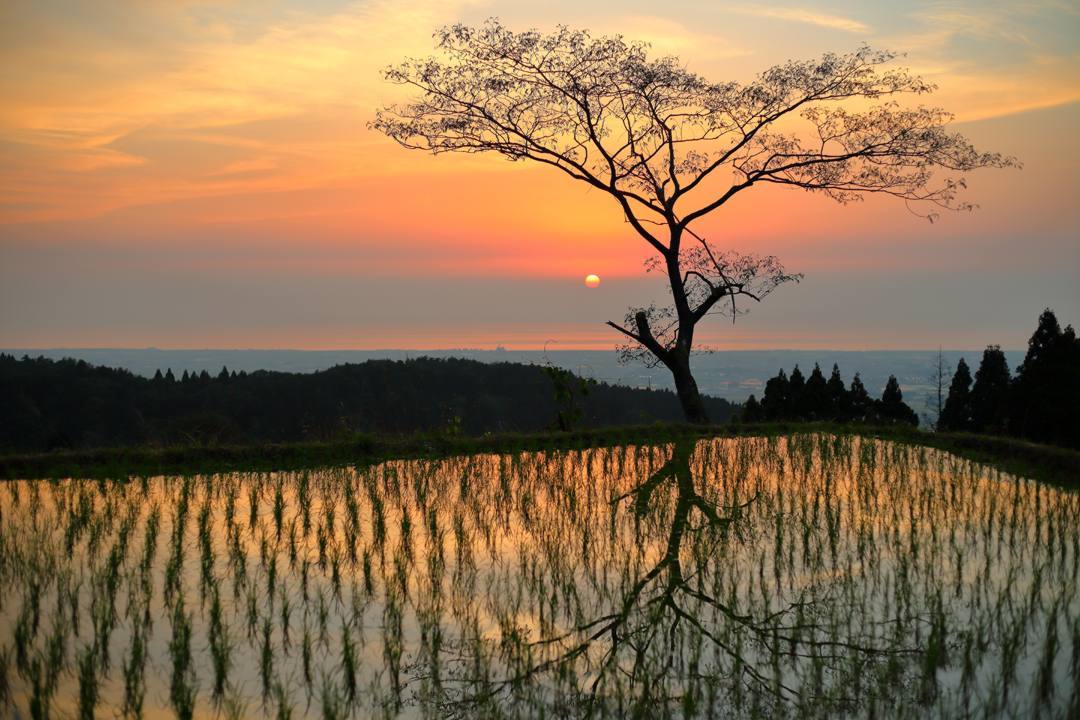 いつもの棚田の夕焼け_e0403850_20302364.jpg