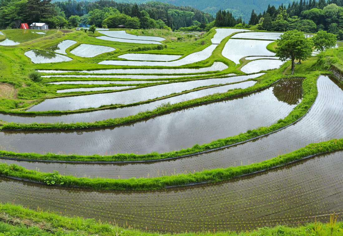 棚田百選 2 兵庫県 Ty44 四季の写真
