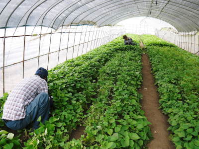 熊本産大津甘藷『からいも(サツマイモ)』 栽培地への植え付け(定植)作業を現地取材(前編)_a0254656_17513647.jpg
