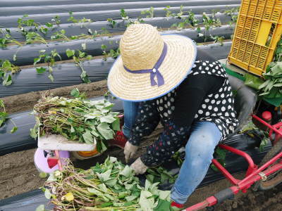 熊本産大津甘藷『からいも(サツマイモ)』 栽培地への植え付け(定植)作業を現地取材(前編)_a0254656_18235152.jpg