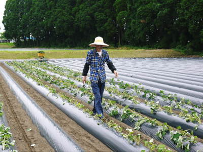 熊本産大津甘藷『からいも(サツマイモ)』 栽培地への植え付け(定植)作業を現地取材(前編)_a0254656_18312421.jpg