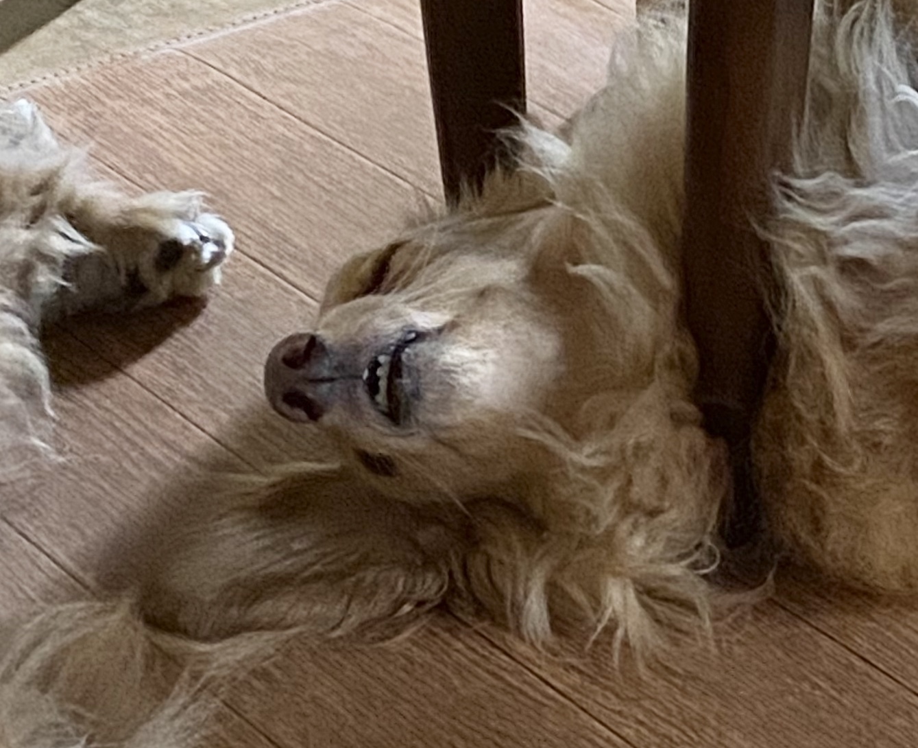 変な顔 きょうのはなwithくるみ 愛犬写真日記 変な顔 きょうのはなwithくるみ 愛犬写真日記