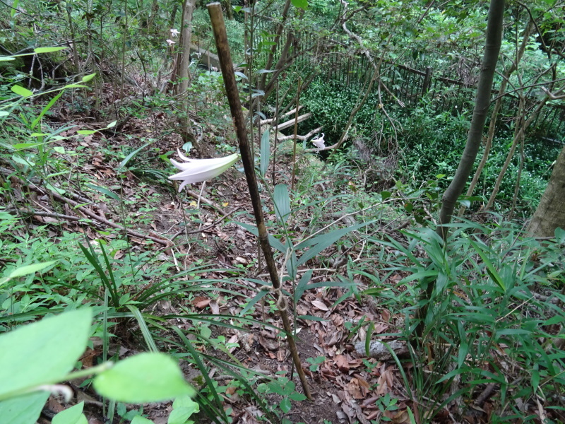 『ササユリ便り』⑨・・・せんなん里海公園内うみべの森_c0108460_17024891.jpg