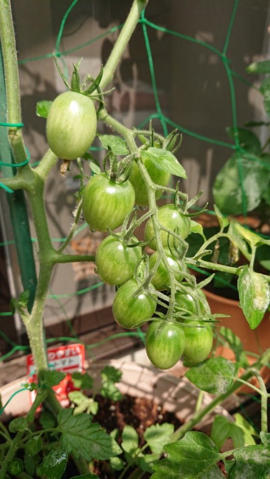 ミニトマト_e0249060_16593925.jpg