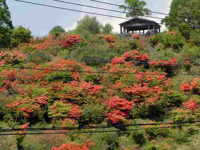 赤城山へツツジの花見に行ってきた 北軽1130 赤城山へツツジの花見に行ってきた 北軽1130