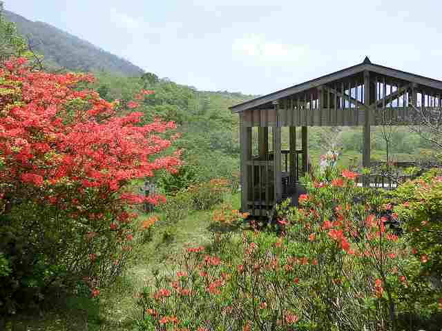赤城山へツツジの花見に行ってきた 北軽1130 赤城山へツツジの花見に行ってきた 北軽1130