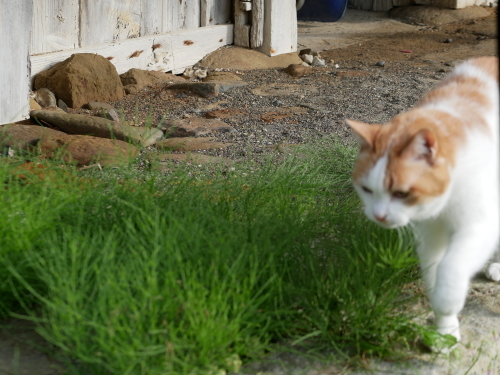 ブロードチャーチ 殺意の町 シーズン２ ご機嫌元氣 猫の森公式ブログ
