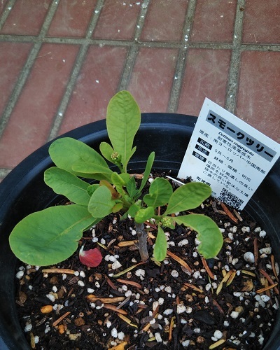 スモークツリー 苗購入から2か月の生長記録 健気に育つ植物たち
