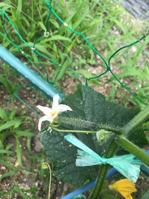 色々と実が付いてます_f0204295_13382879.jpg