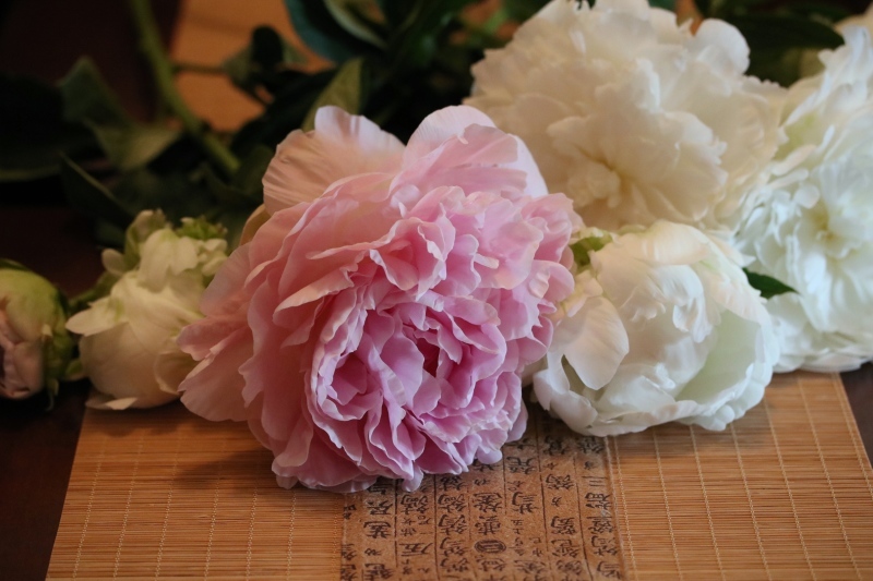 花開く ミセス サファイア 静けさの中で 花開く ミセス サファイア 静けさの中で