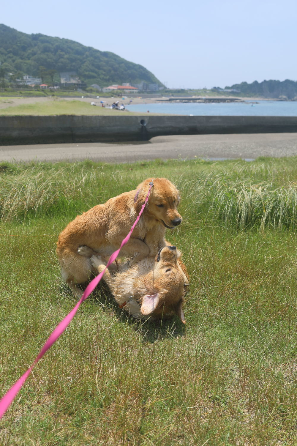 姉妹揃って初泳ぎ(2)_b0275998_08442868.jpg