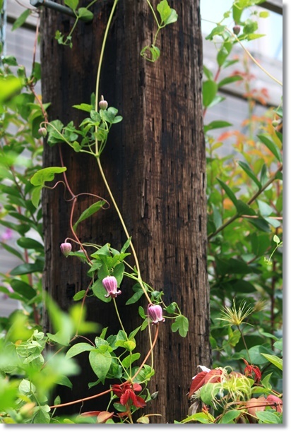 オタフクアジサイ 隅田の花火 ガクアジサイ 小さな庭で オタフクアジサイ 隅田の花火 ガクアジサイ 小さな庭で
