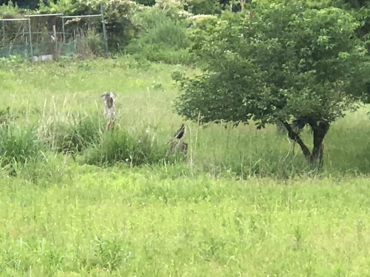 曇り空の宮ヶ瀬にて。_c0212604_12115929.jpg