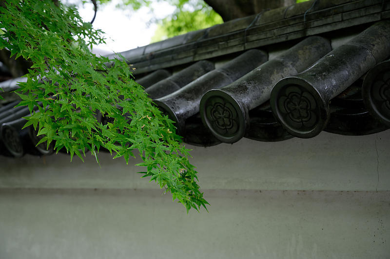 青葉巡り@妙心寺塔頭 桂春院・其の一_f0032011_21025651.jpg