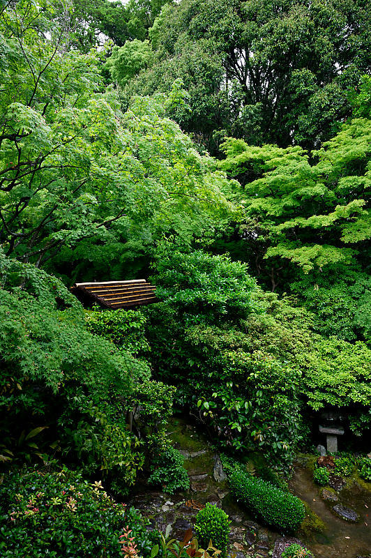 青葉巡り@妙心寺塔頭 桂春院・其の一_f0032011_21025715.jpg