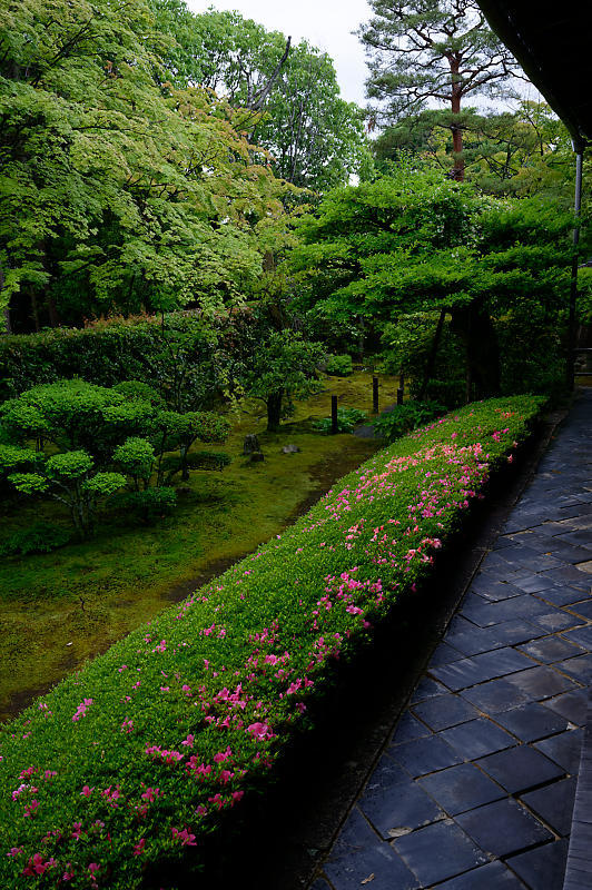 青葉巡り@妙心寺塔頭 桂春院・其の一_f0032011_21025751.jpg
