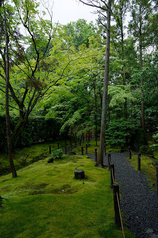 青葉巡り@妙心寺塔頭 桂春院・其の一_f0032011_21043028.jpg